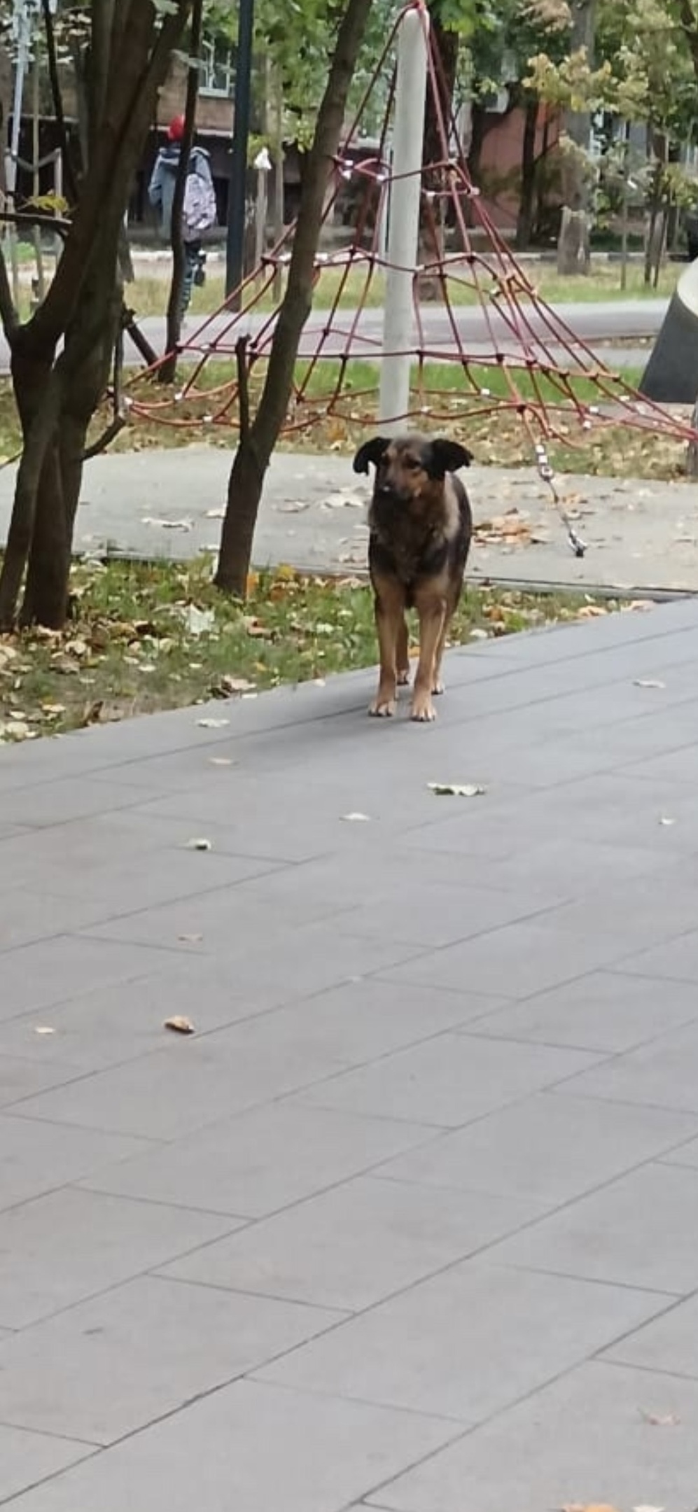 Пропала собака в Королёве — фото объявления