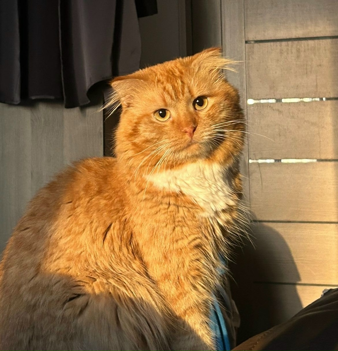 Пропала кошка в Королёве — фото объявления