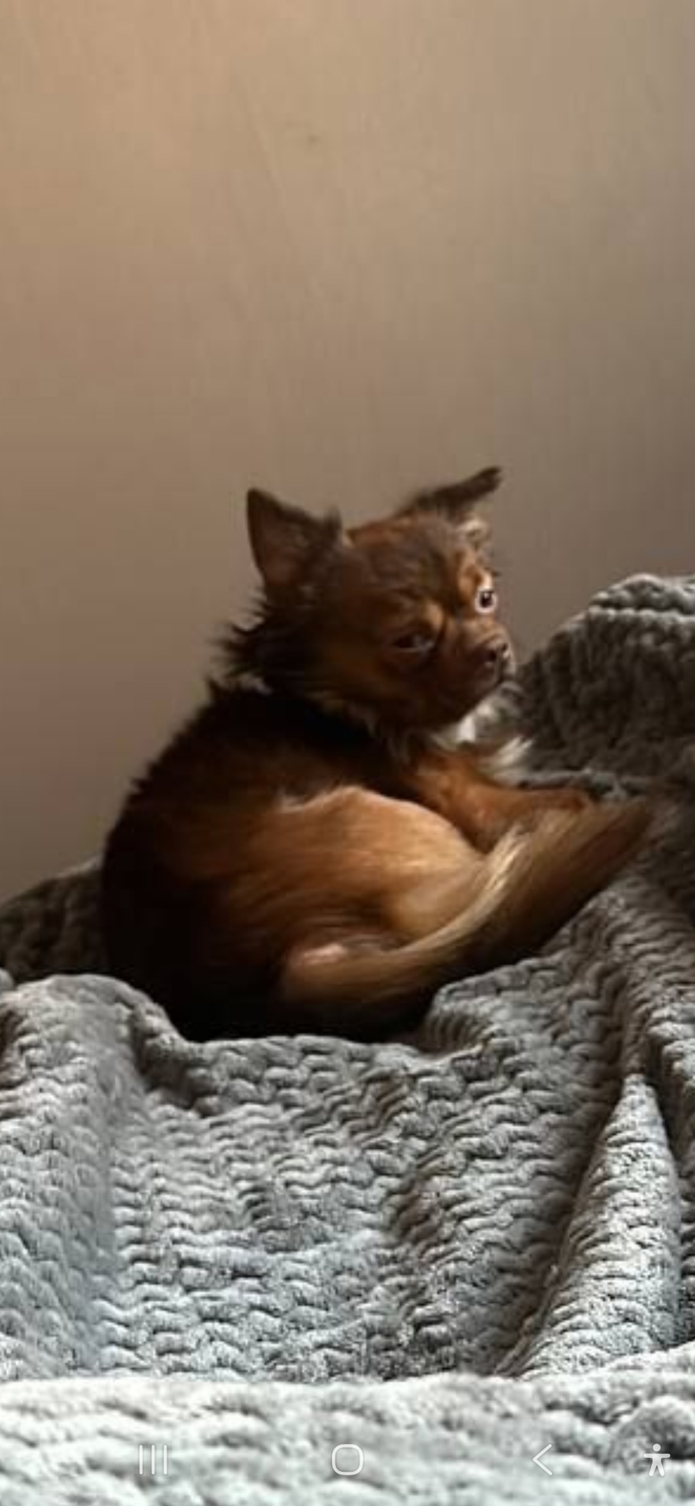 Найдена собака в Королёве — фото объявления