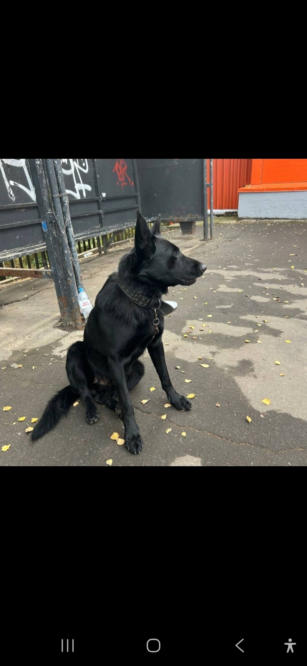 Найдена собака в Королёве — фото объявления