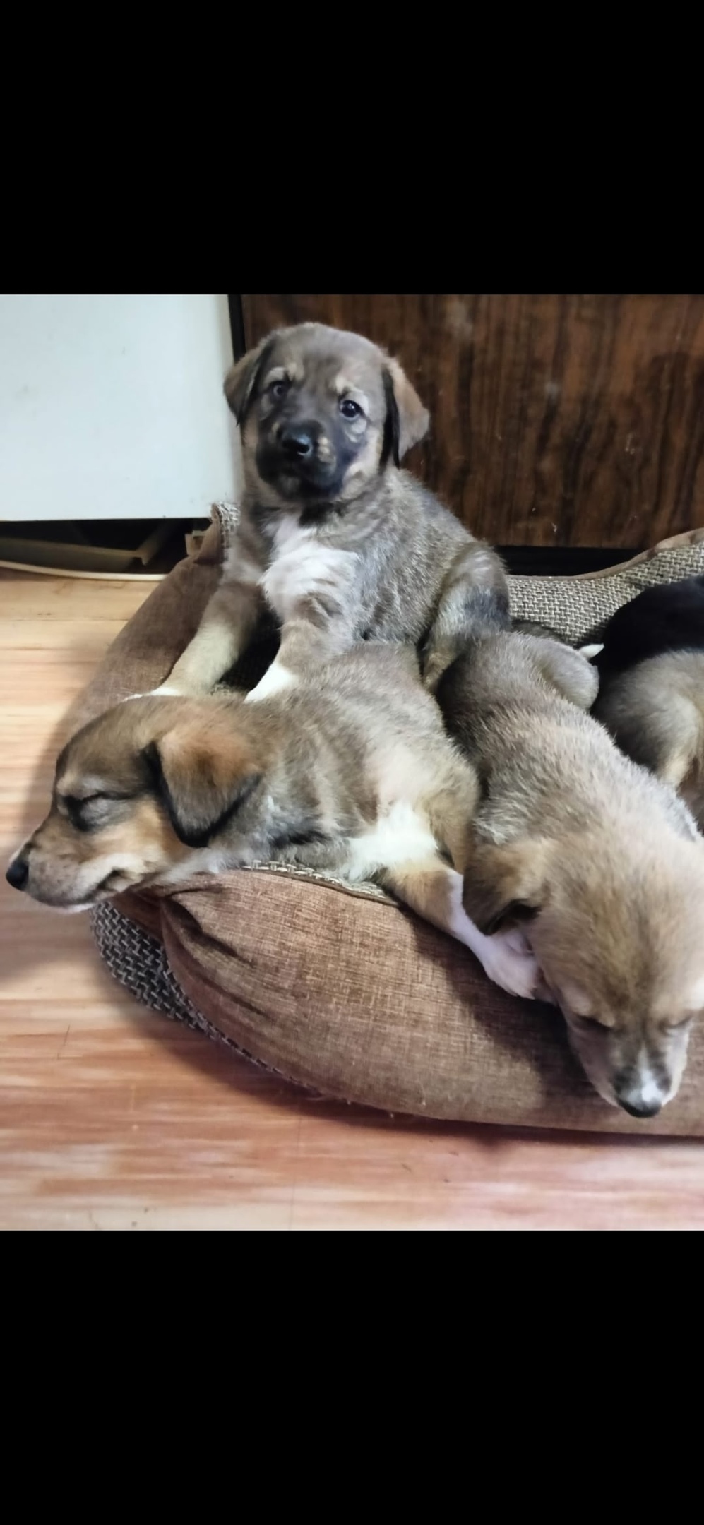 Найдена собака в Королёве — фото объявления