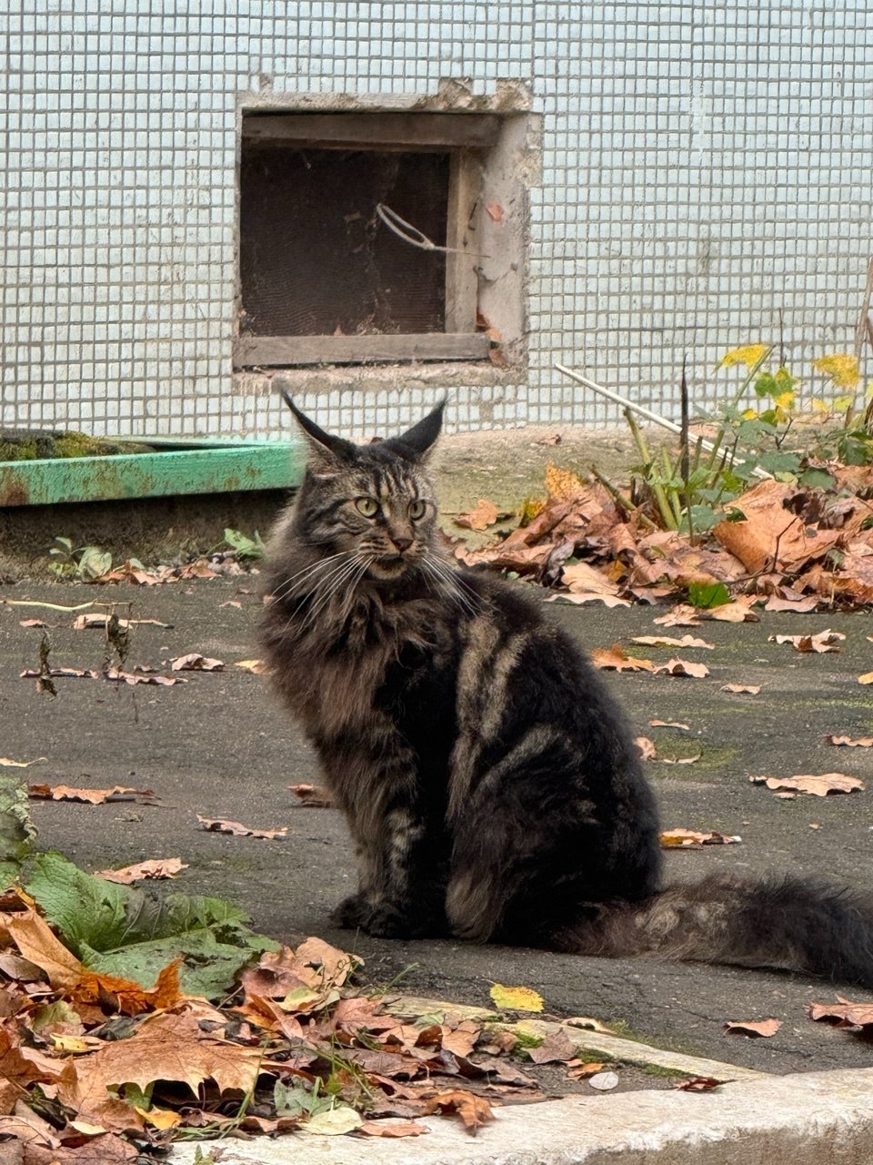 Найдена собака в Королёве — фото объявления