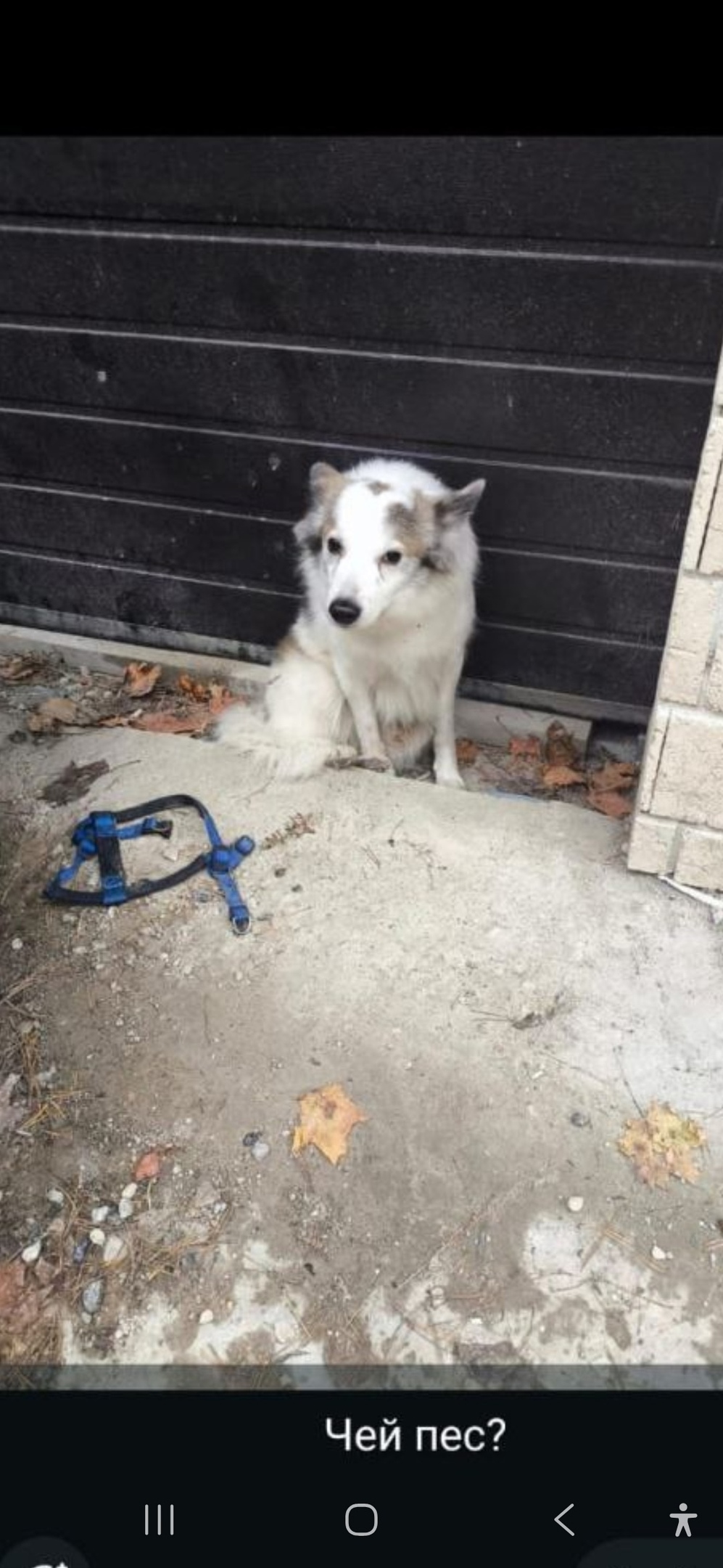 Пропала собака в Королёве — фото объявления