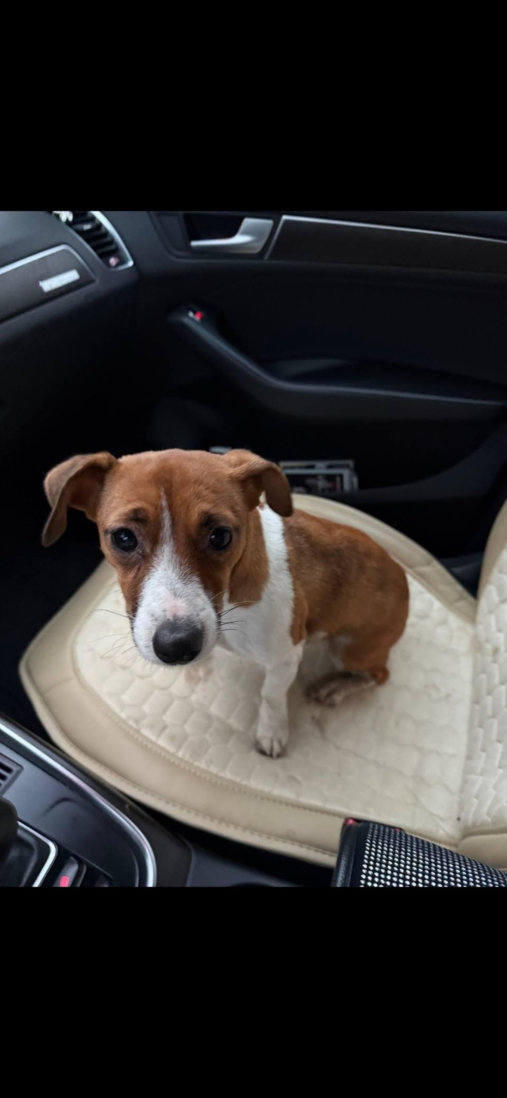 Найдена собака в Королёве — фото объявления