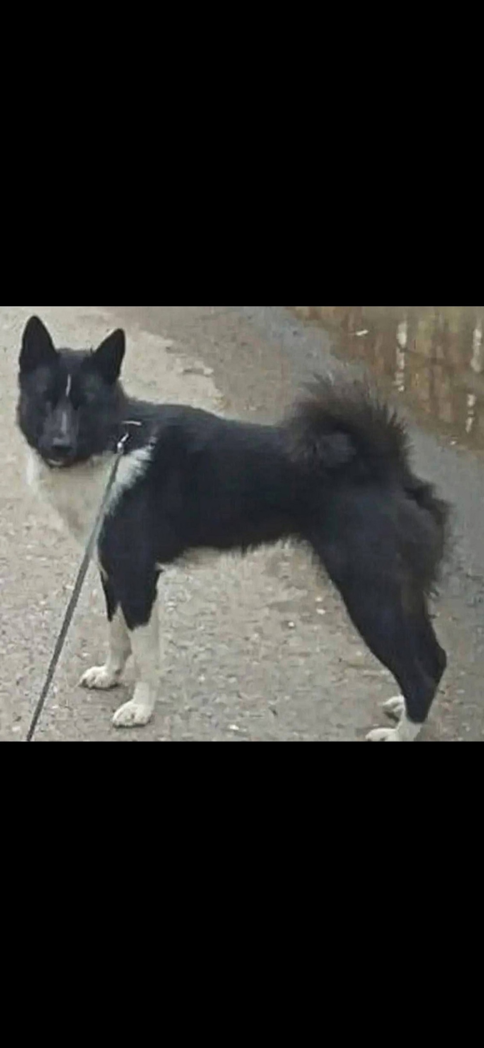 Пропала собака в Королёве — фото объявления