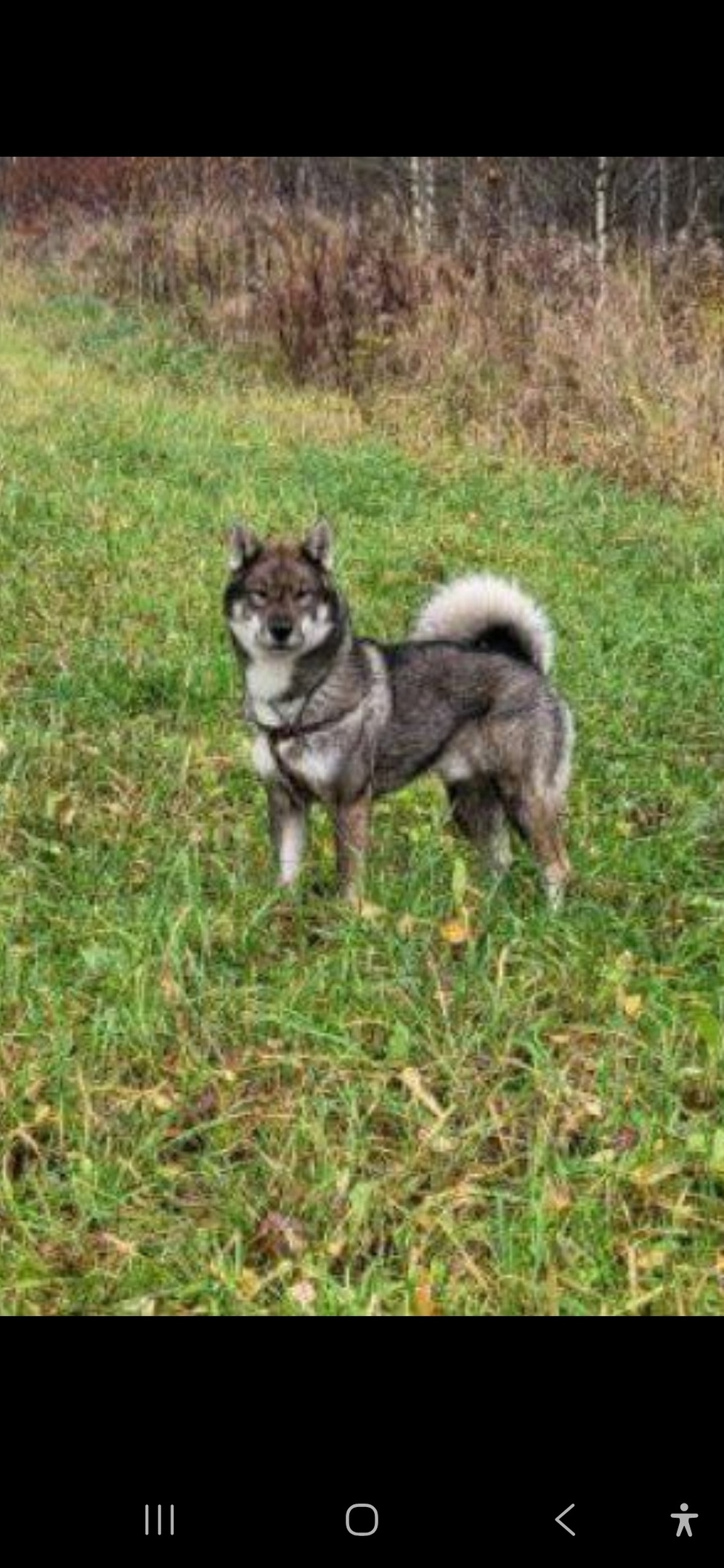 Пропала собака в Королёве — фото объявления