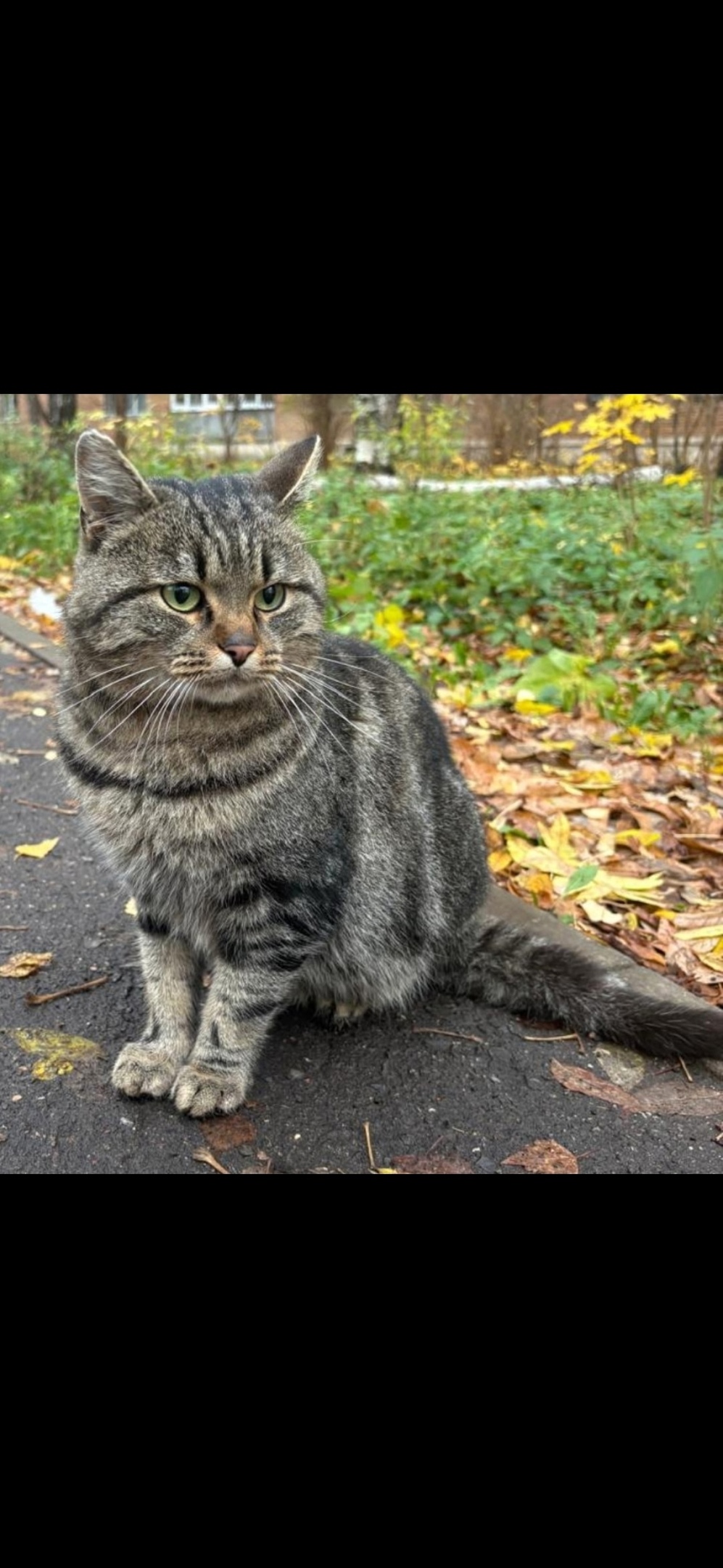 Пропала кошка в Королёве — фото объявления