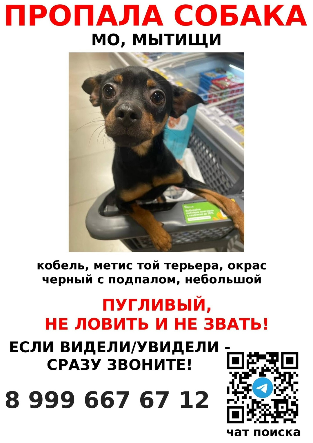 Пропала собака в Королёве — фото объявления