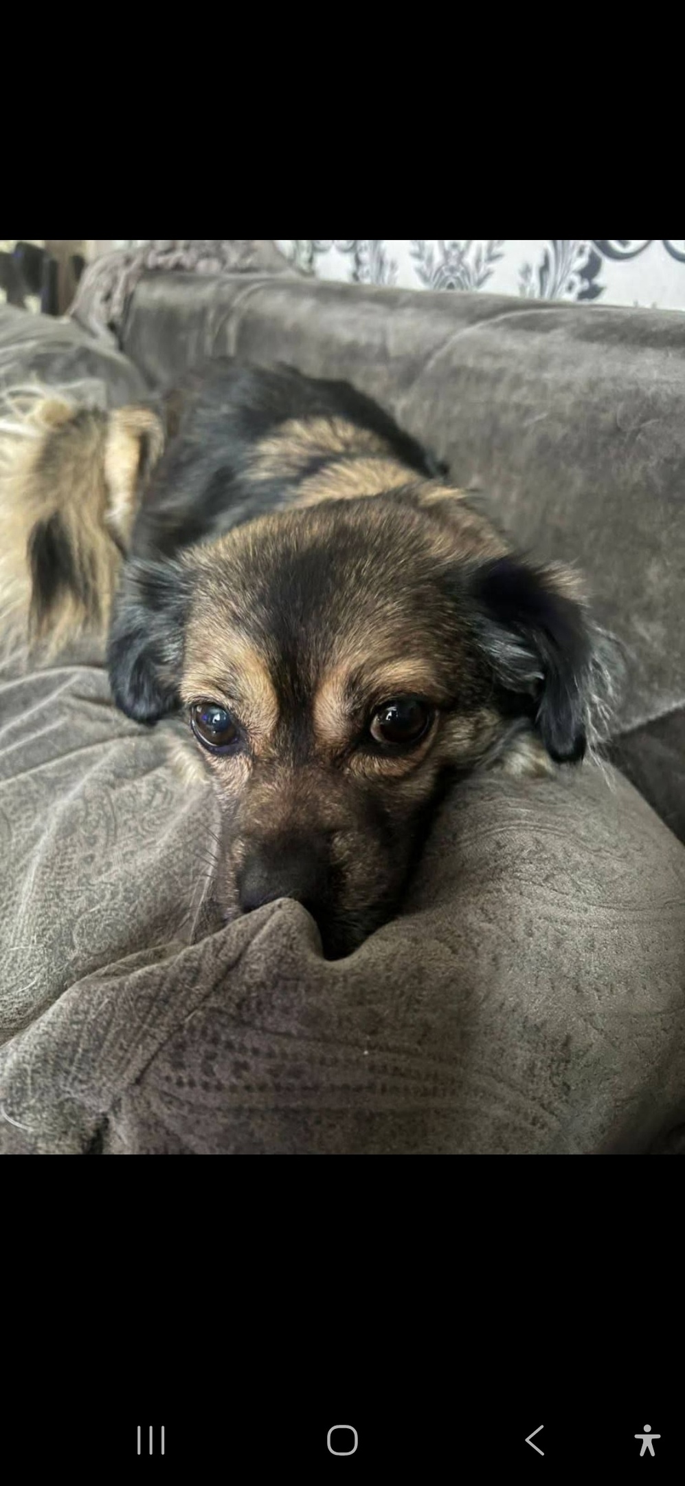 Пропала собака в Королёве — фото объявления