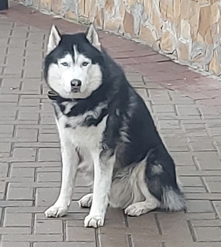 Пропала собака в Королёве — фото объявления