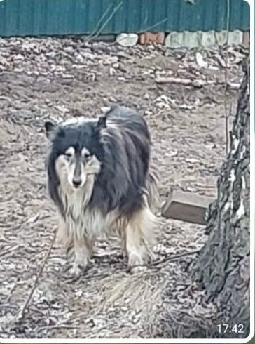 Пропала собака в Королёве — фото объявления