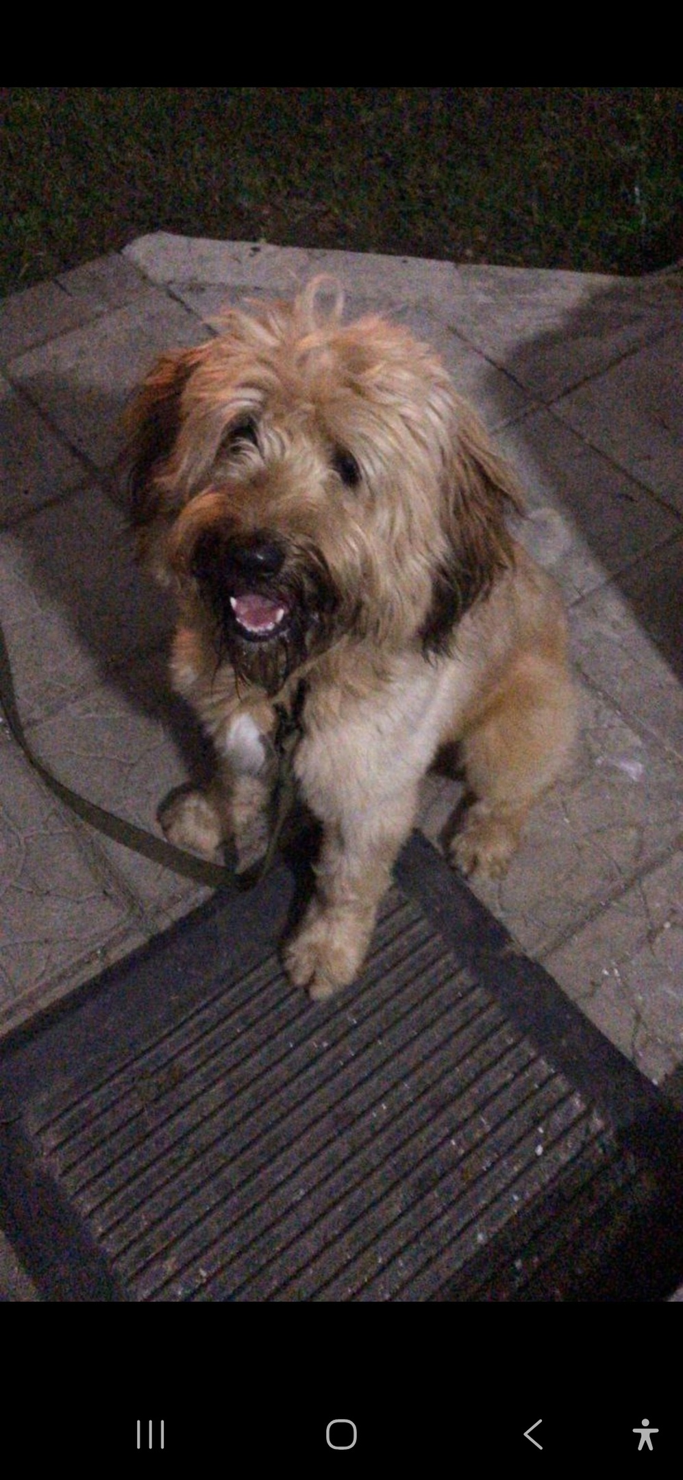 Пропала собака в Королёве — фото объявления