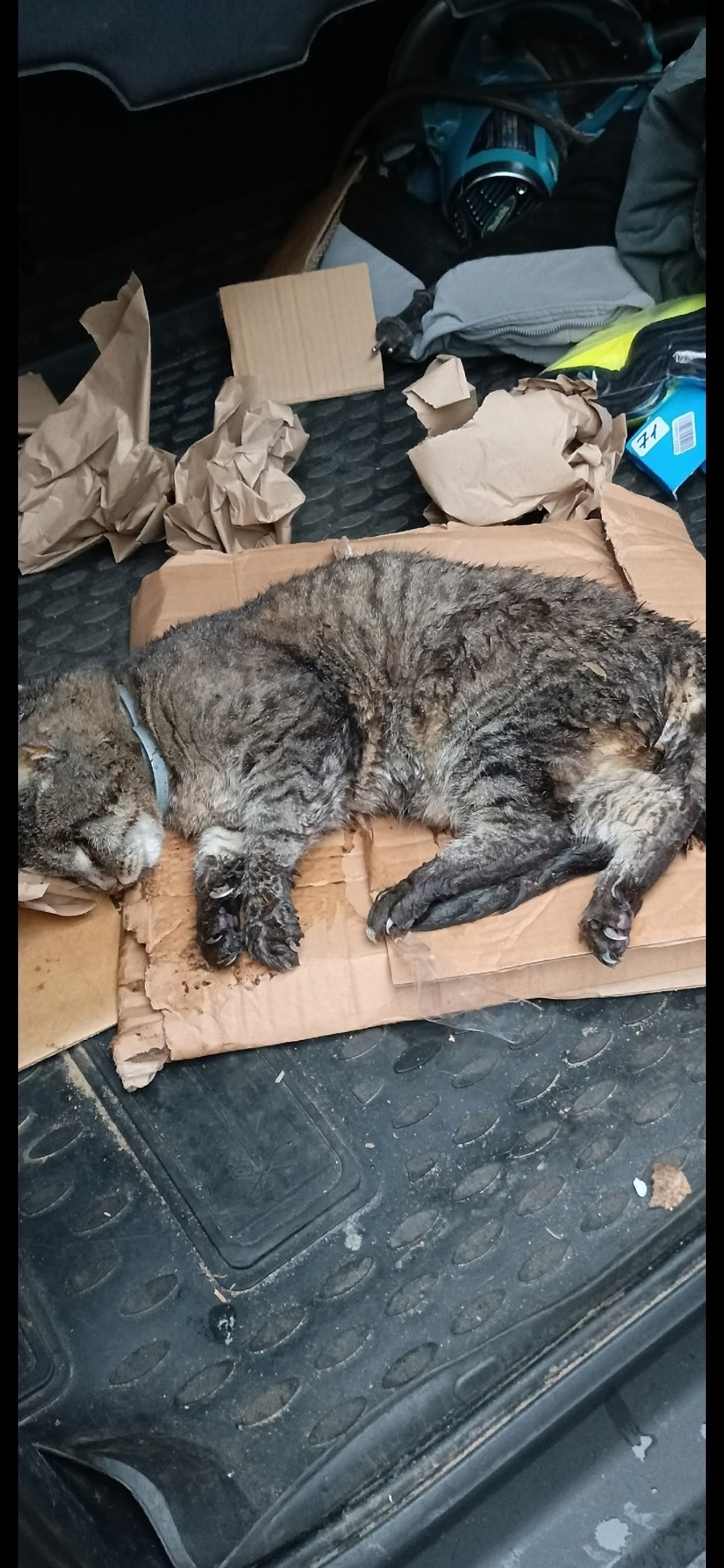 Найдена кошка в Королёве — фото объявления