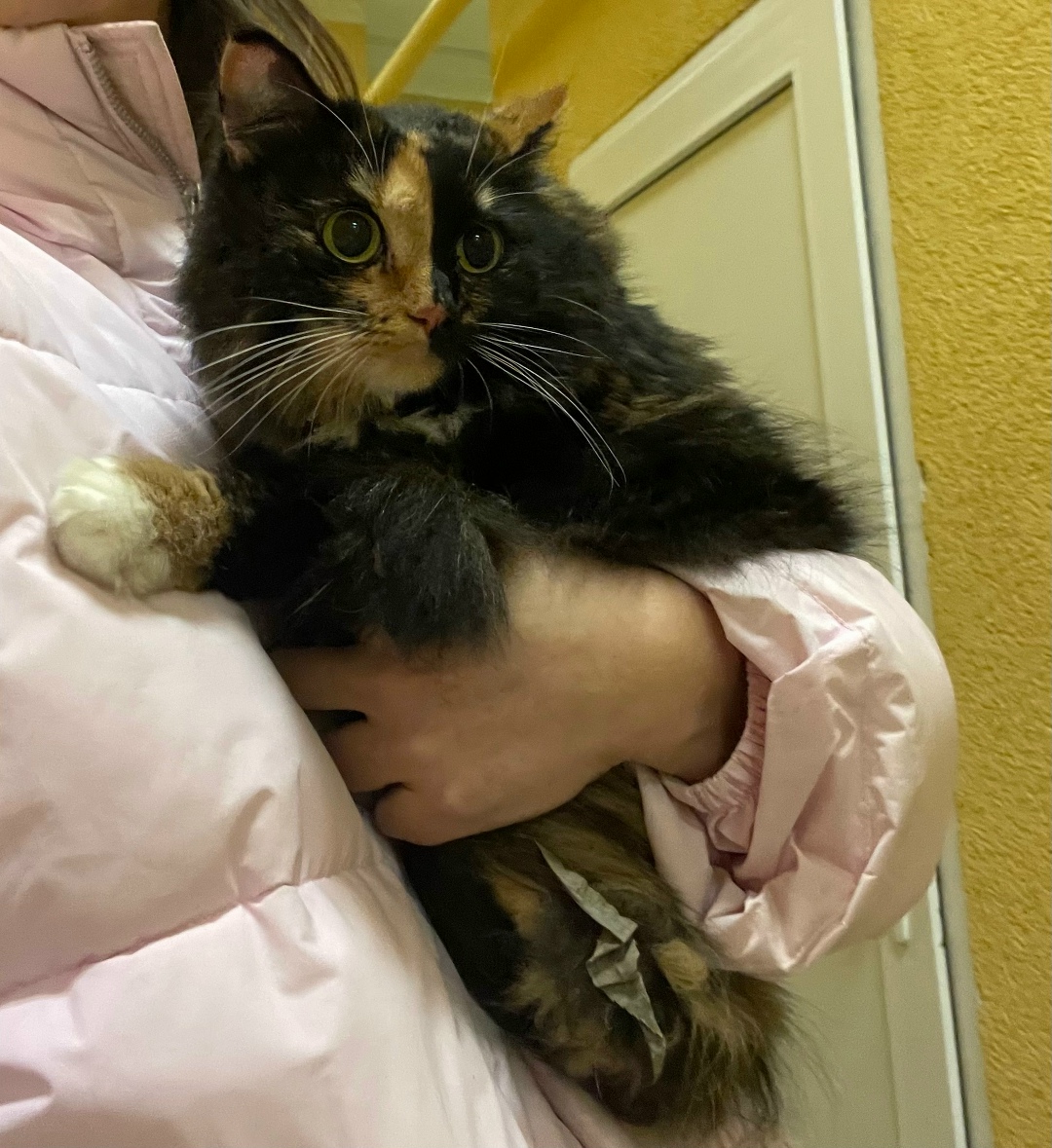 Найдена кошка в Королёве — фото объявления