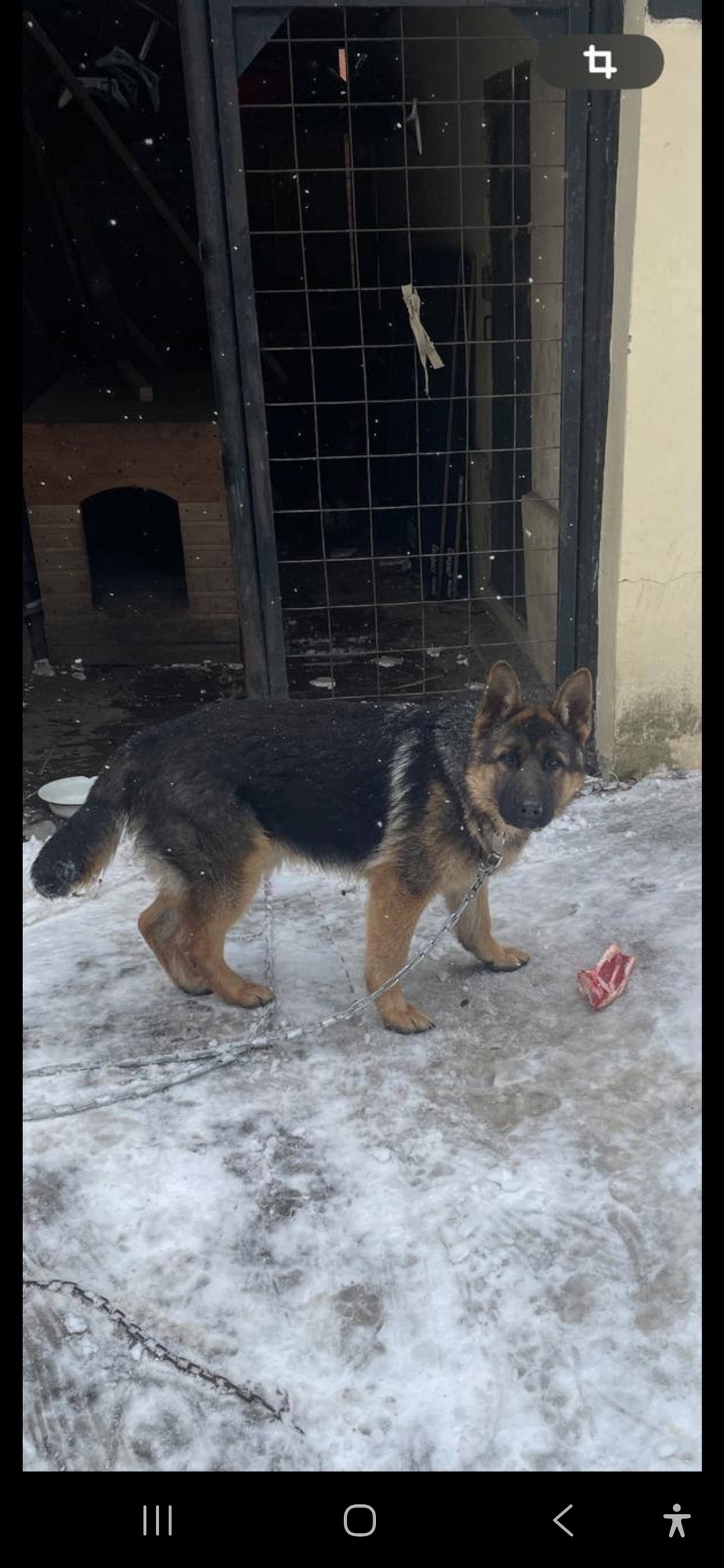 Пропала собака в Королёве — фото объявления