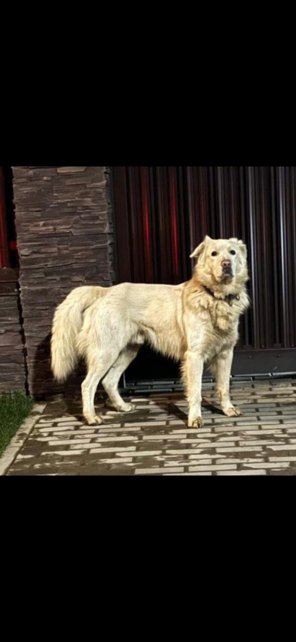 Пропала собака в Королёве — фото объявления