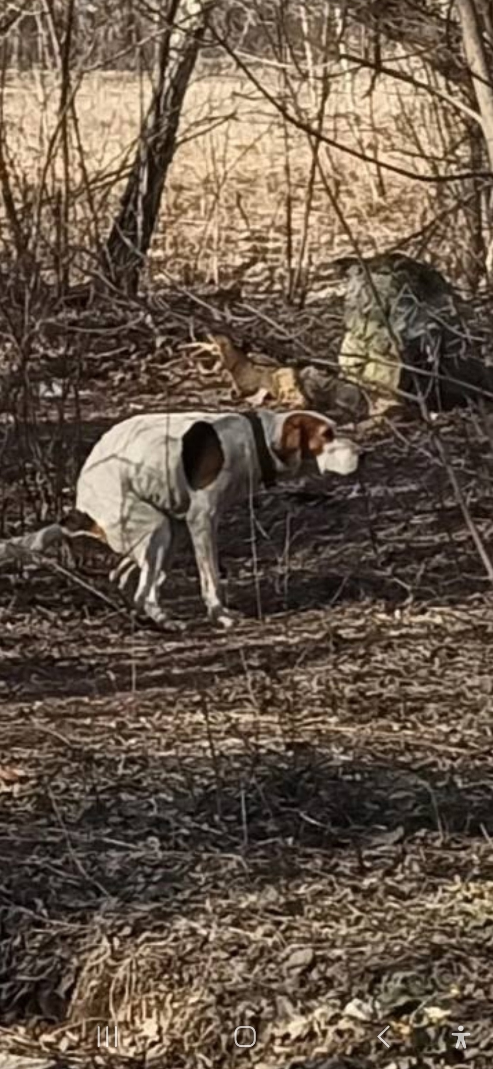 Найдена собака в Королёве — фото объявления