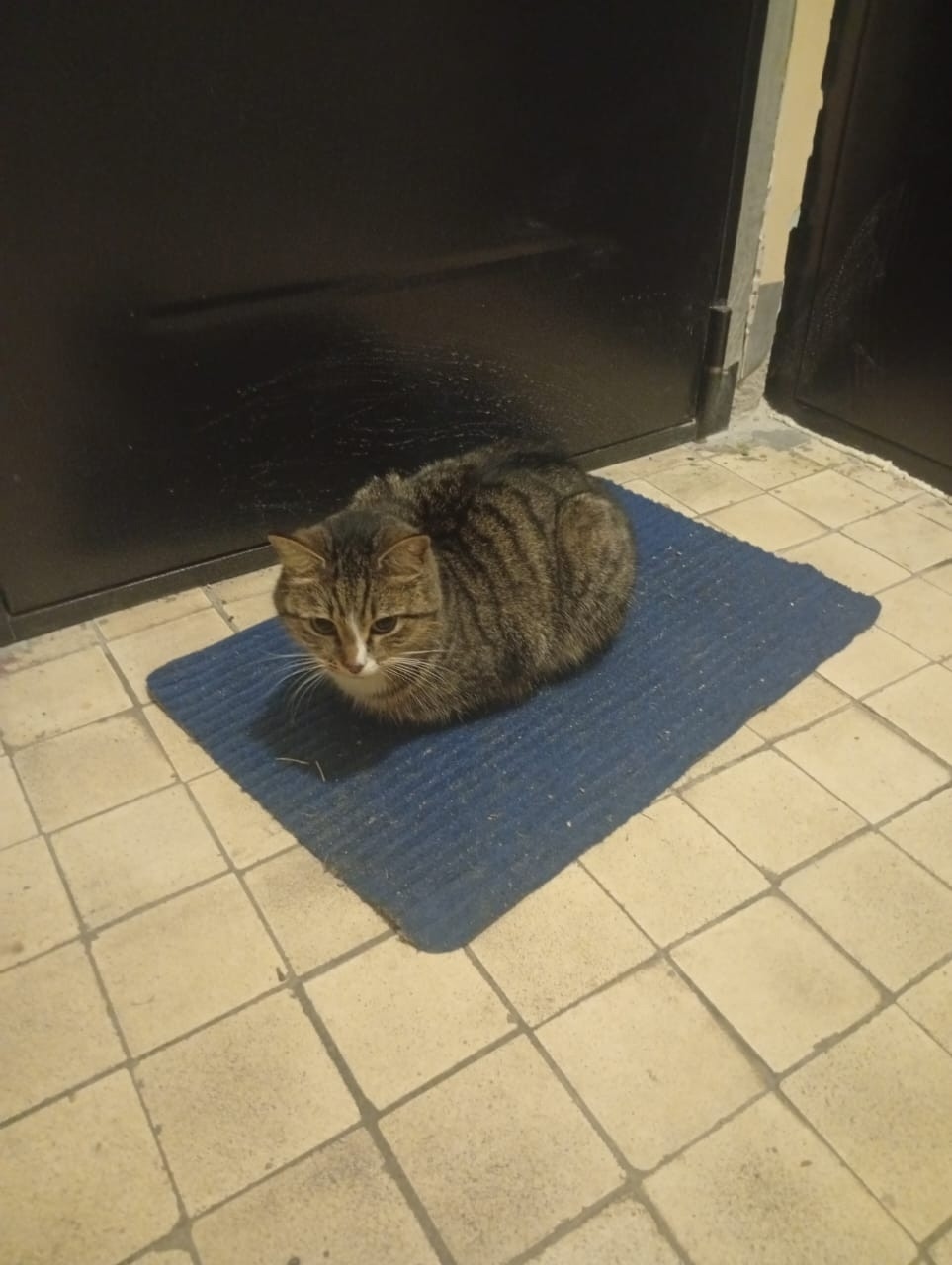 Пропала собака в Королёве — фото объявления