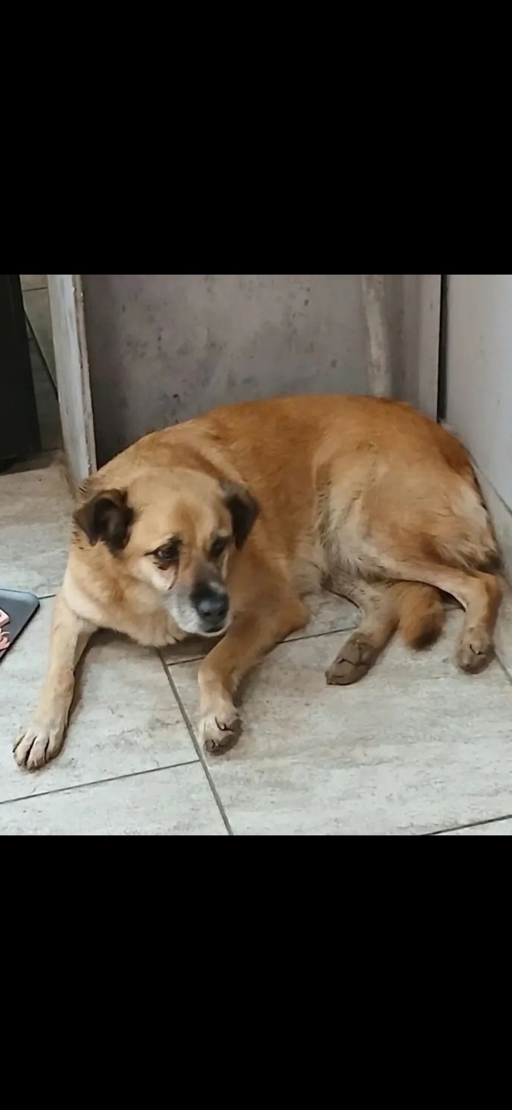 Пропала собака в Королёве — фото объявления