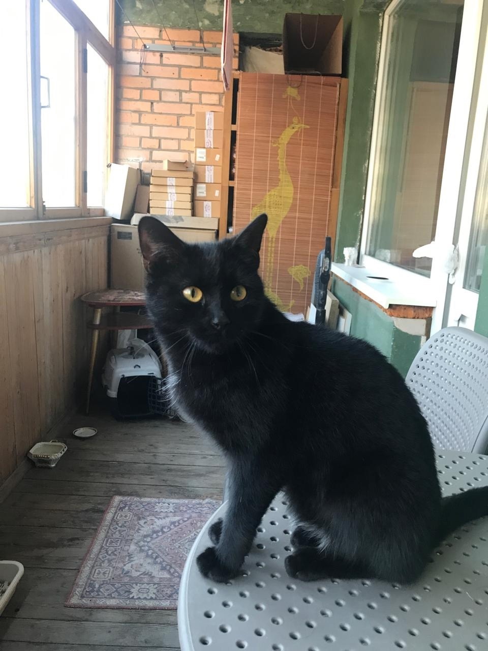 Найдена собака в Королёве — фото объявления