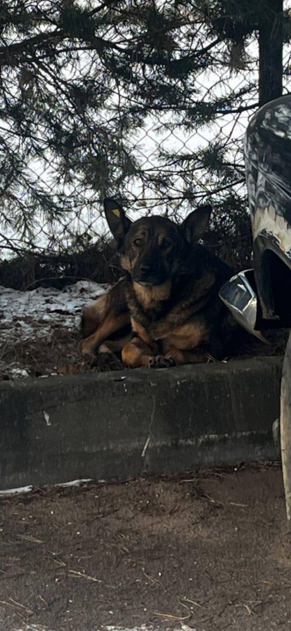 Найдена собака в Королёве — фото объявления