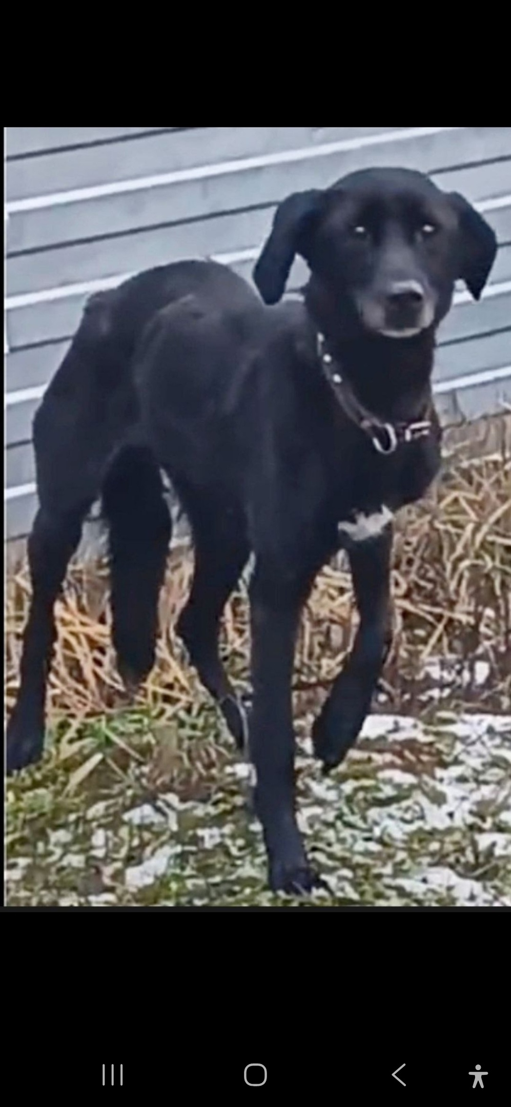 Пропала собака в Королёве — фото объявления
