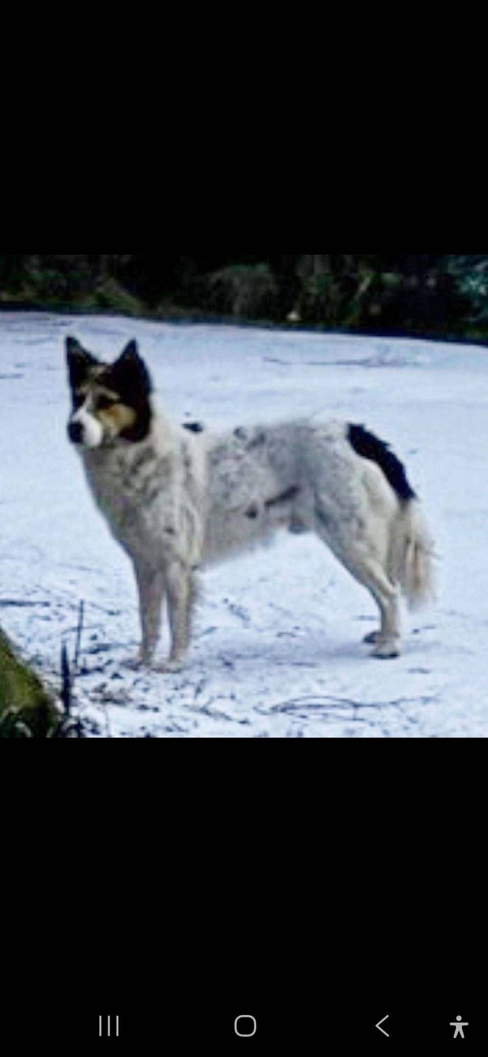 Пропала собака в Королёве — фото объявления