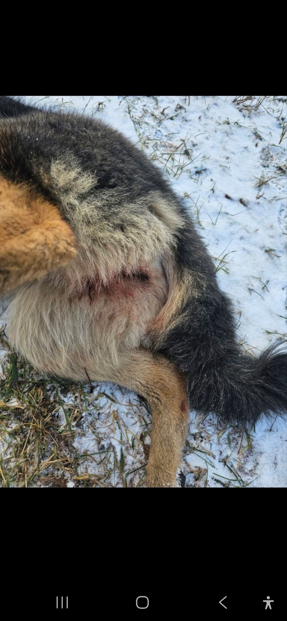 Пропала собака в Королёве — фото объявления