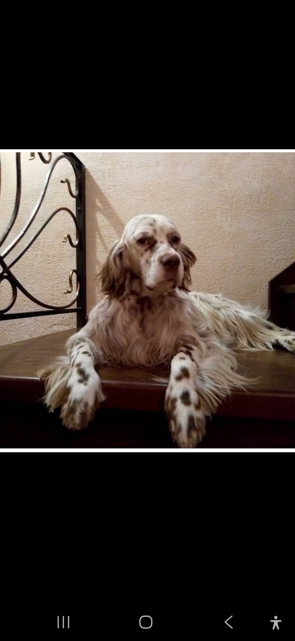 Пропала собака в Королёве — фото объявления