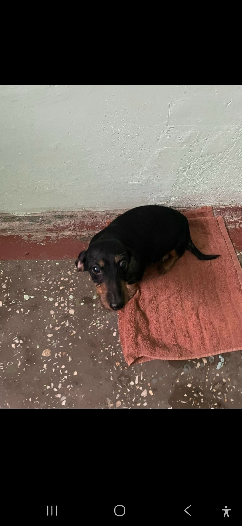 Найдена собака в Королёве — фото объявления