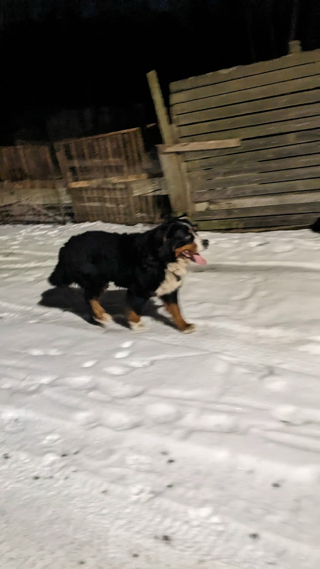 Пропала собака в Королёве — фото объявления