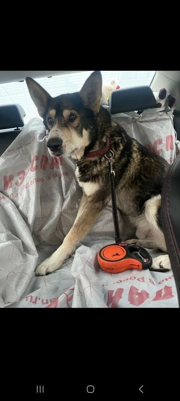 Пропала собака в Королёве — фото объявления