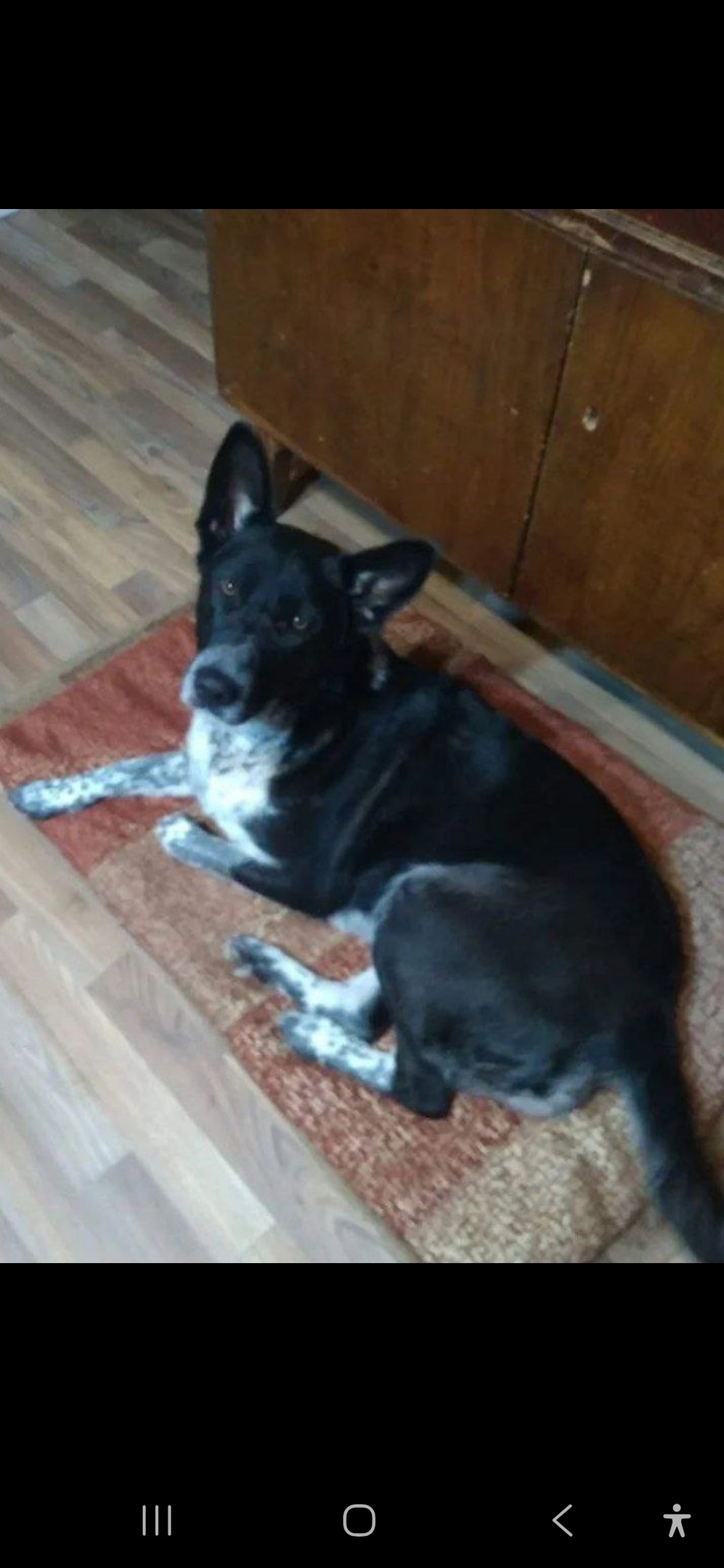 Найдена собака в Королёве — фото объявления