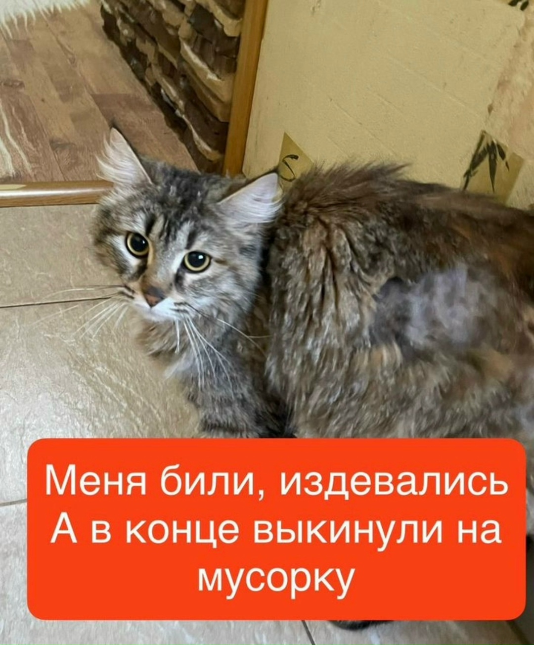 Найдена собака в Королёве — фото объявления