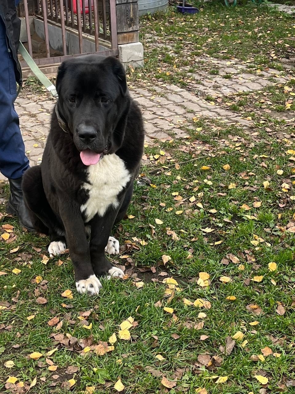 Пропала собака в Королёве — фото объявления