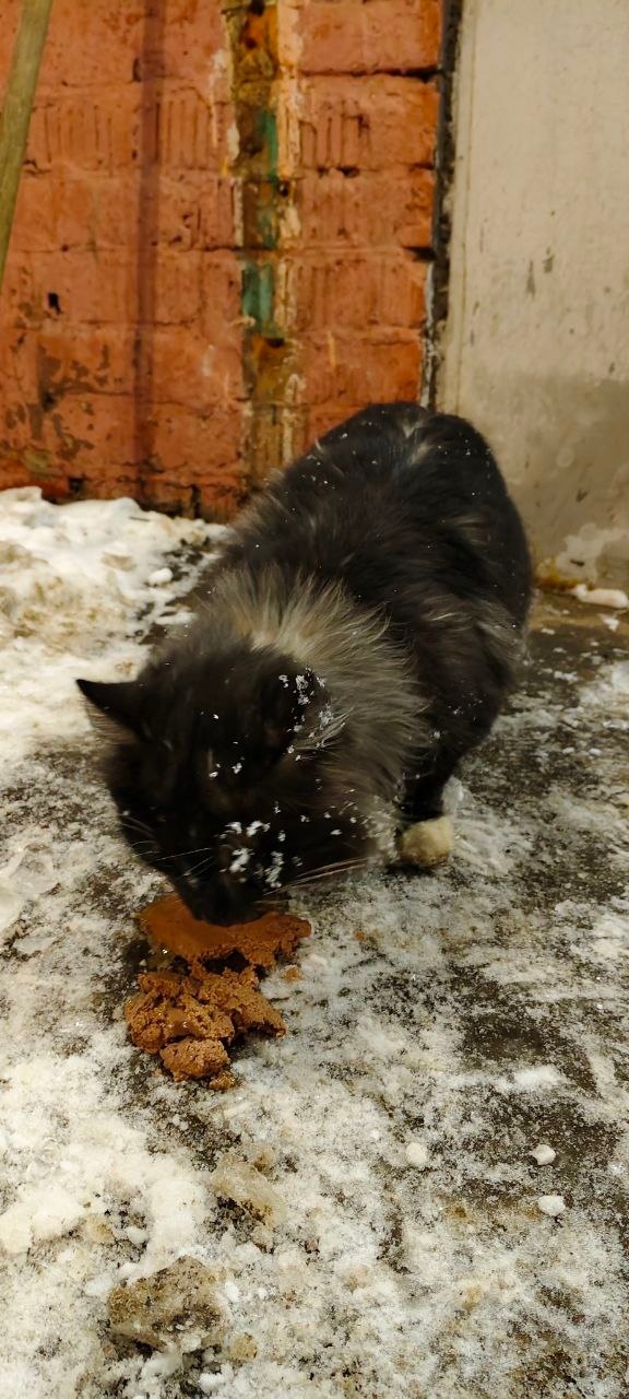 Пропала собака в Королёве — фото объявления