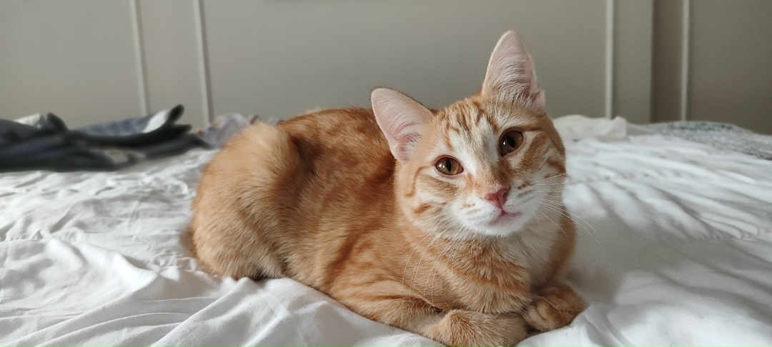 Найдена кошка в Королёве — фото объявления