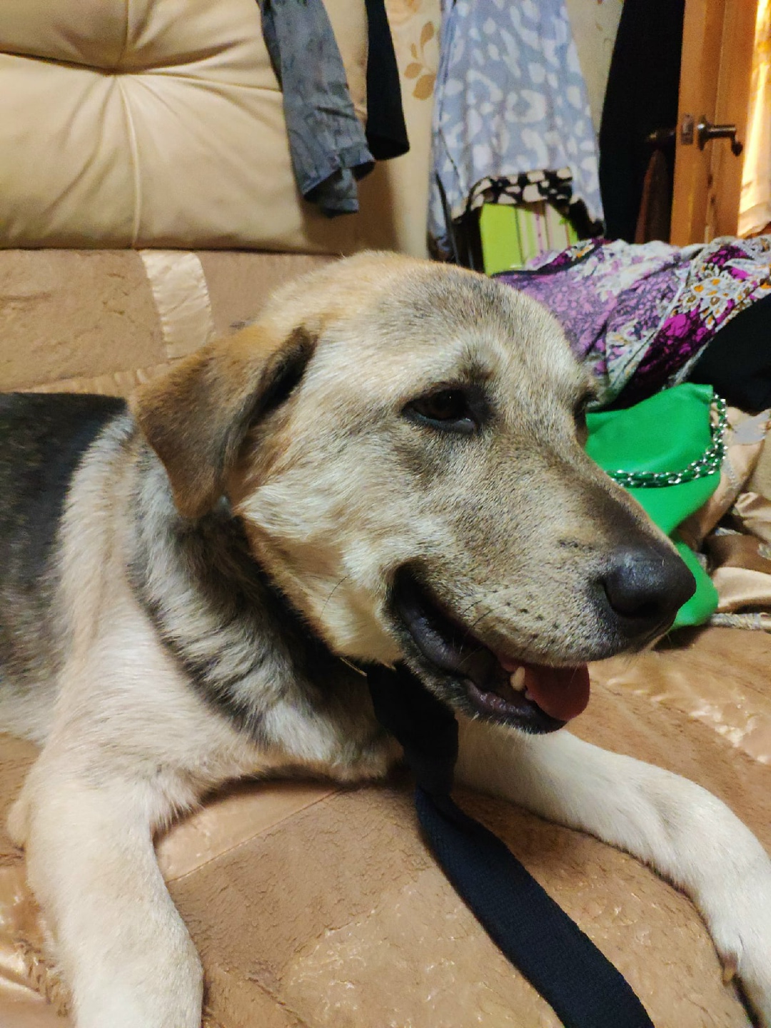 Найдена собака в Королёве — фото объявления