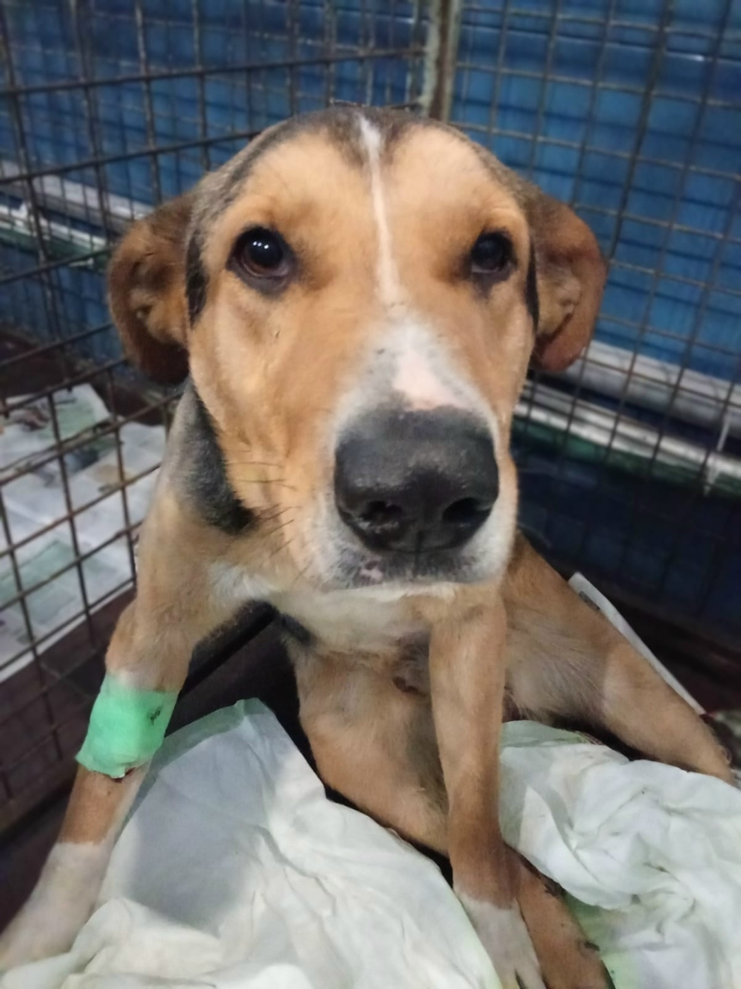 Найдена собака в Королёве — фото объявления