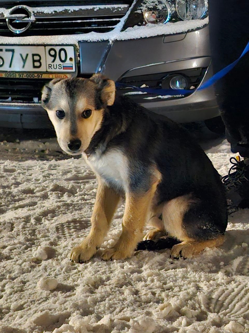 Найдена собака в Королёве — фото объявления