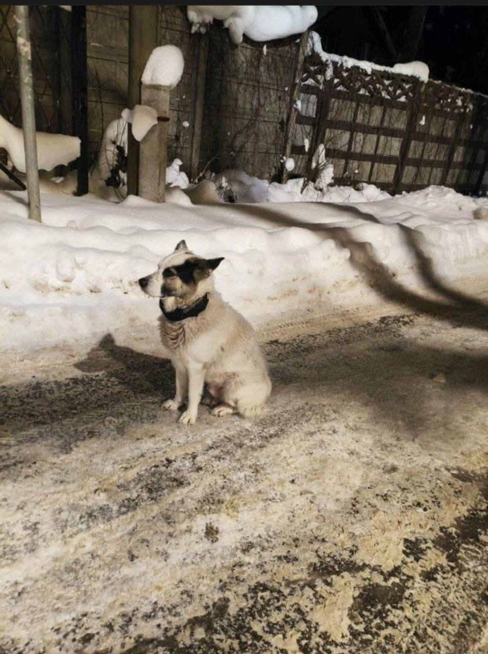Пропала собака в Королёве — фото объявления