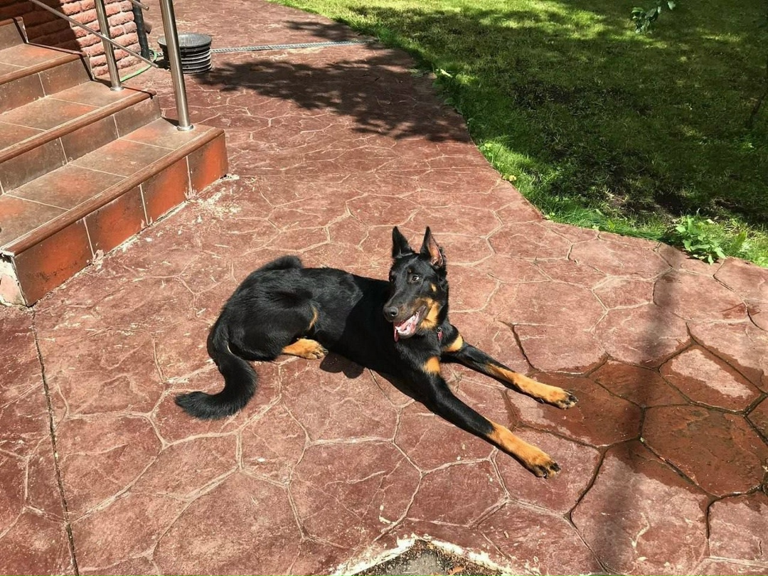 Пропала собака в Королёве — фото объявления