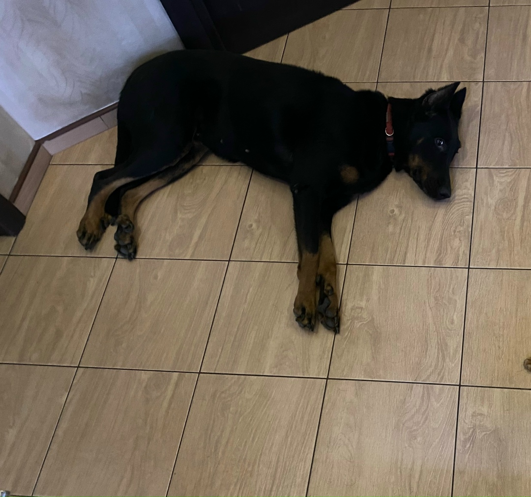 Пропала собака в Королёве — фото объявления