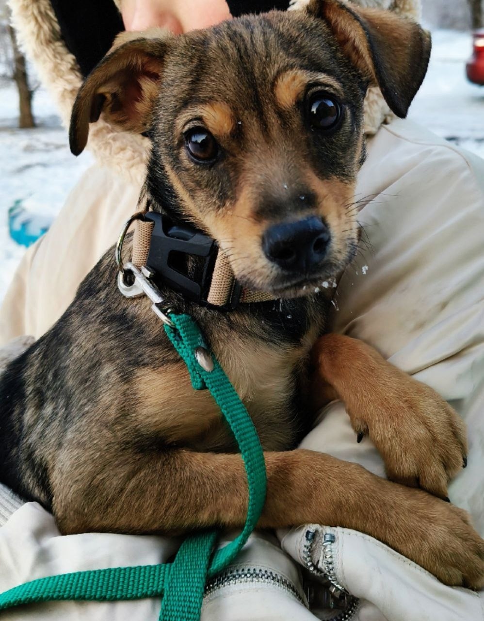 Пропала собака в Королёве — фото объявления