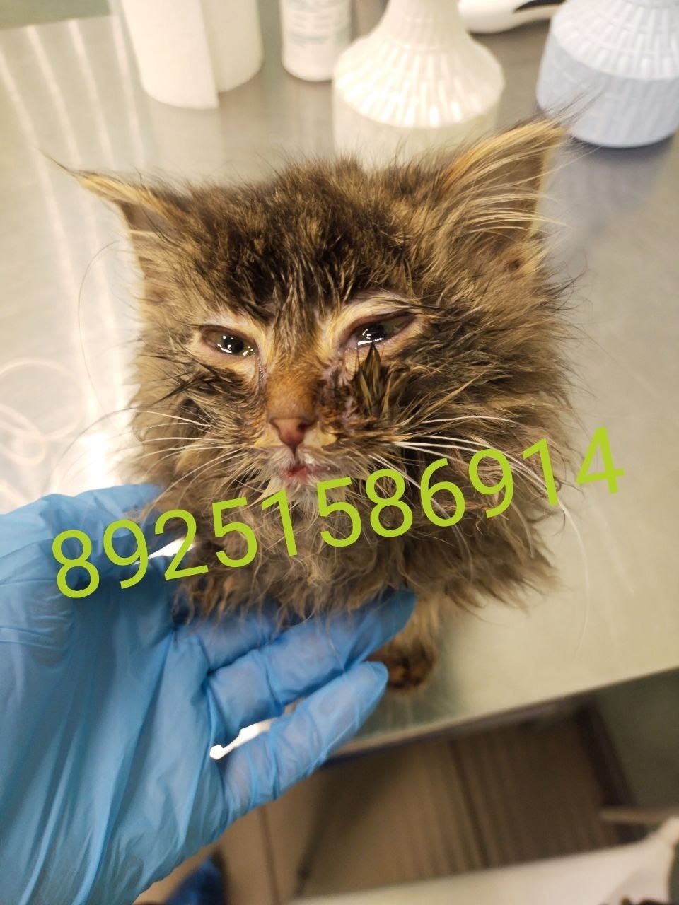 Найдена собака в Королёве — фото объявления