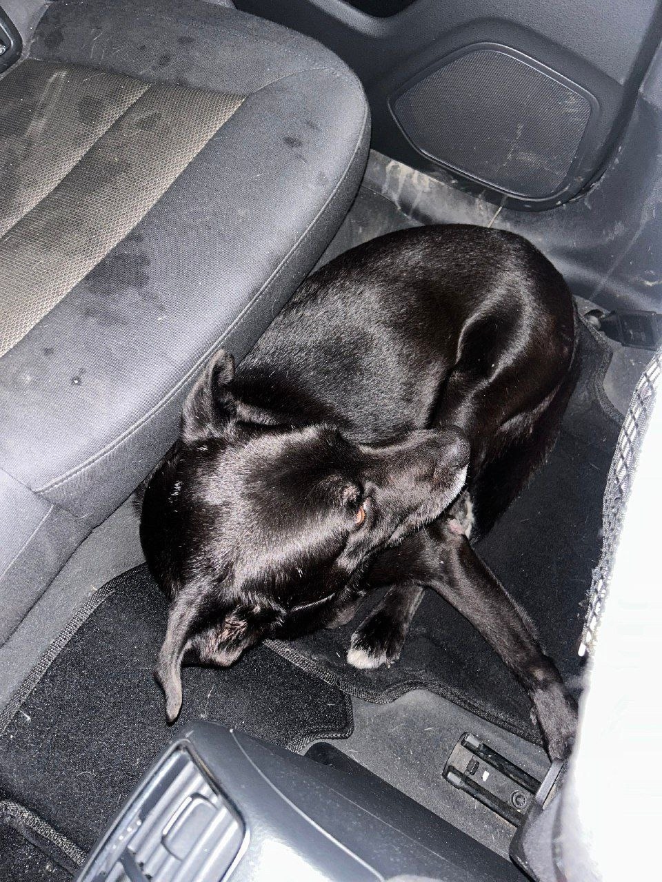 Найдена собака в Королёве — фото объявления