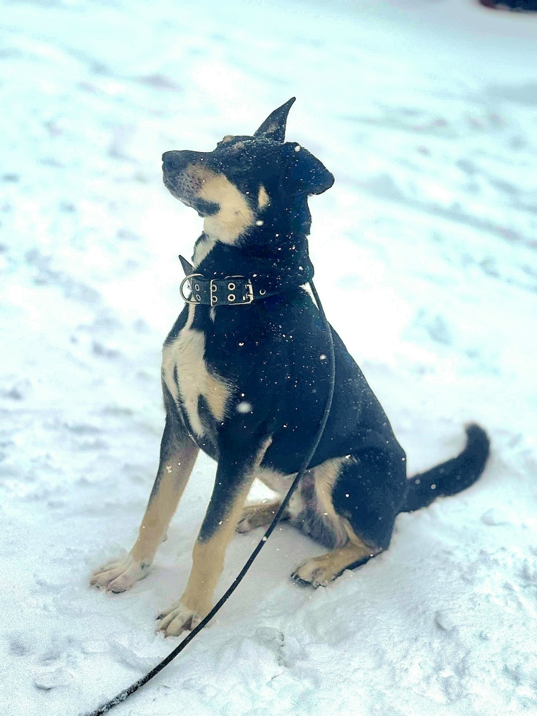 Найдена собака в Королёве — фото объявления