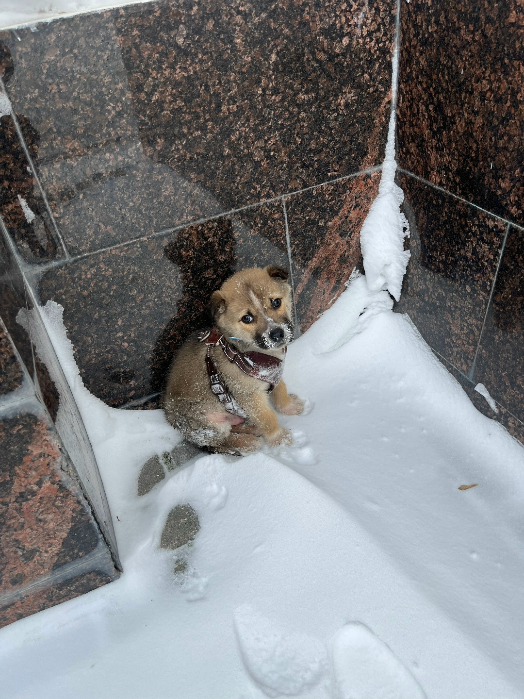 Найдена собака в Королёве — фото объявления