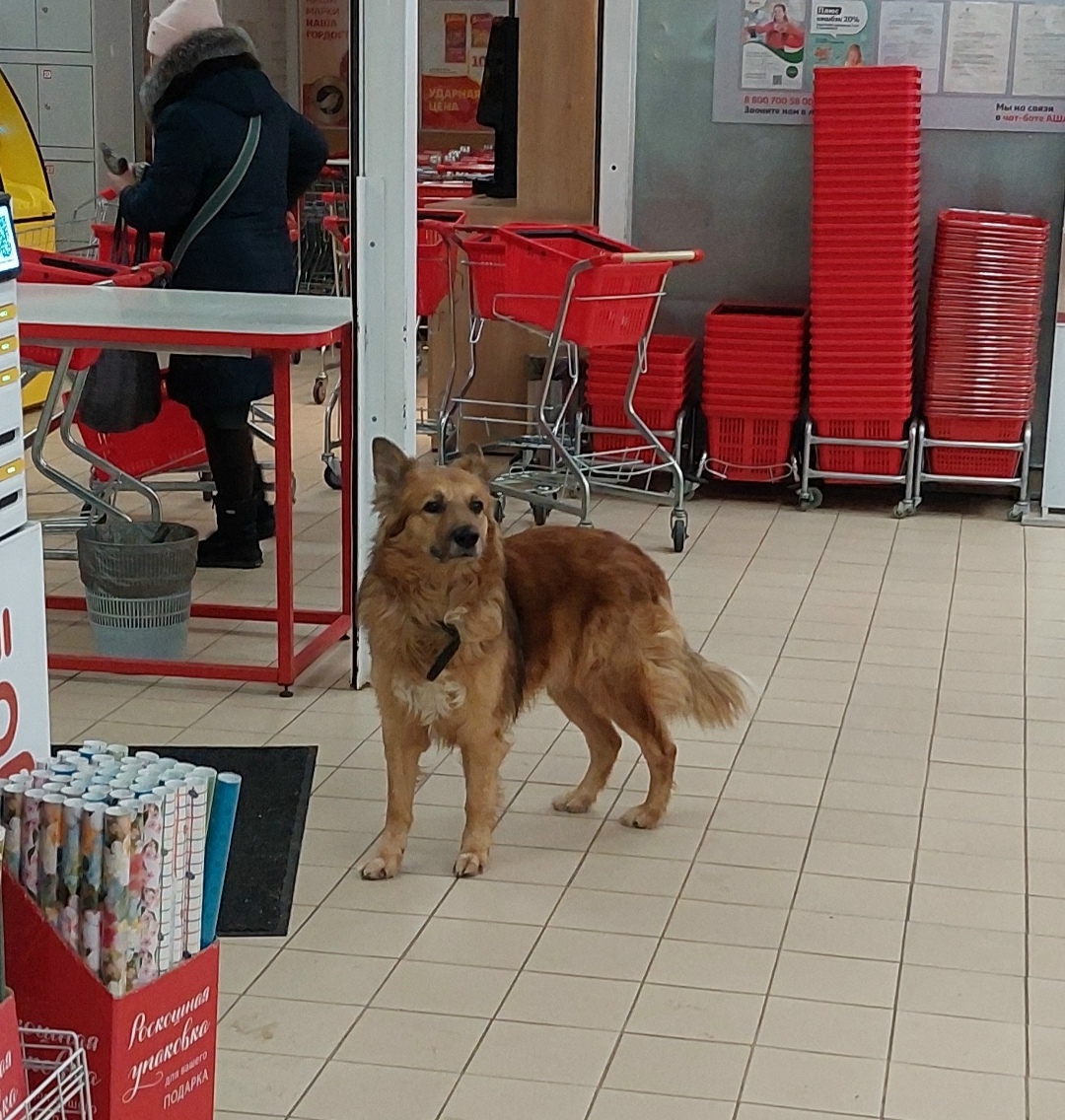 Пропала собака в Королёве — фото объявления