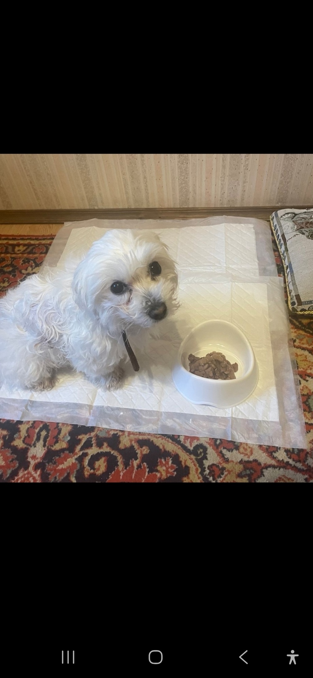 Найдена собака в Королёве — фото объявления